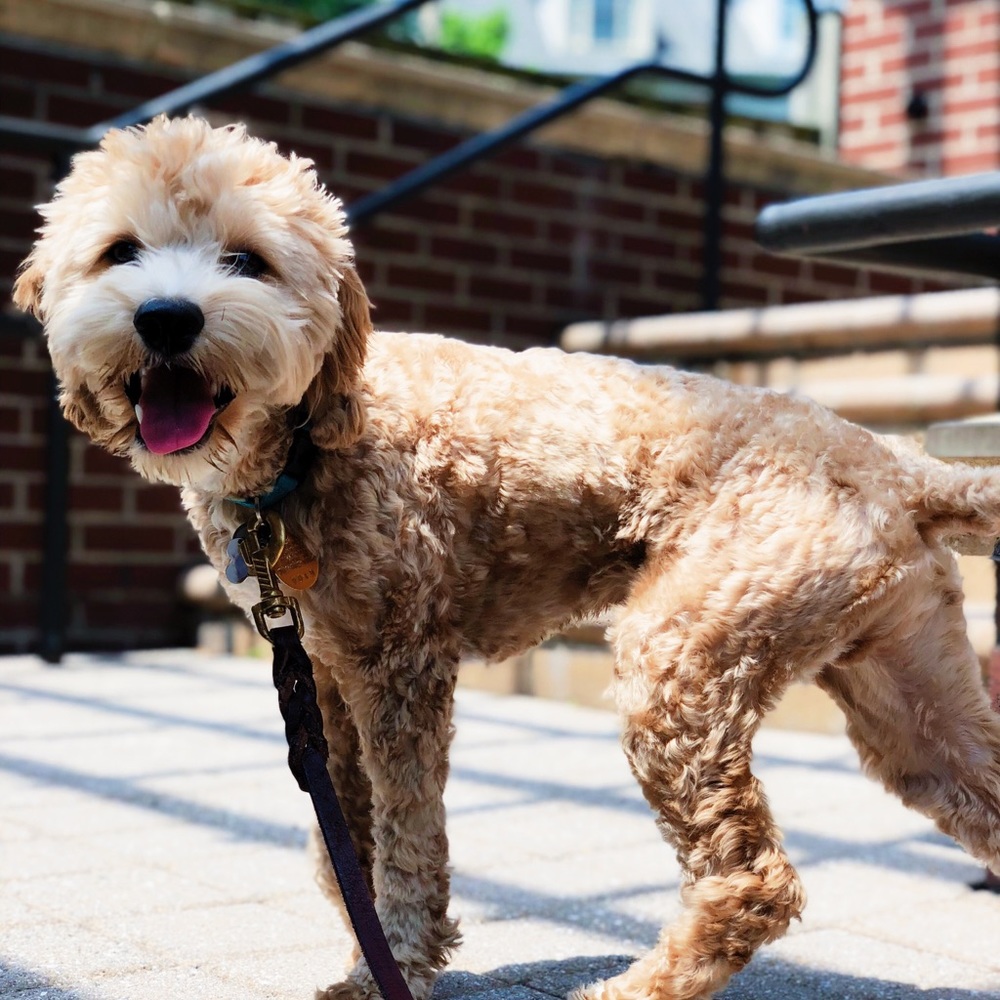 Meet your Posher, Lee